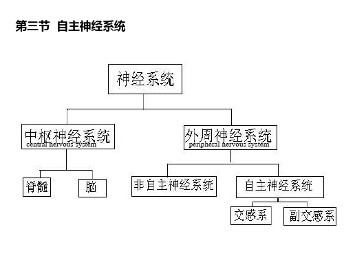 自主神经系统