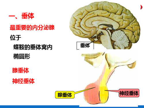 内分泌系统—下丘脑与垂体(人体解剖生理学)