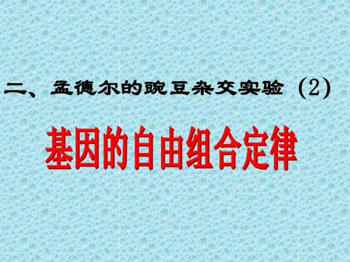 二、孟德尔的豌豆杂交实验(2)基因的自由组合规律(复习好)