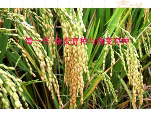 杂交育种与诱变育种ppt2 人教课标版