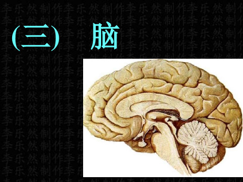 第三节 脑干、小脑、间脑