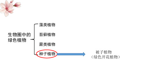 花的结构和类型课件济南版生物八年级上册