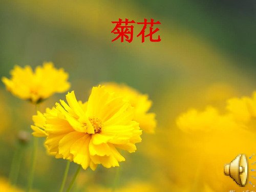 菊花  (课堂PPT)