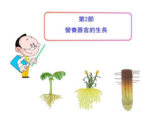 北师大七年级生物课件-营养器官的生长