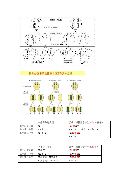 减数分裂染色体异常归纳和练习