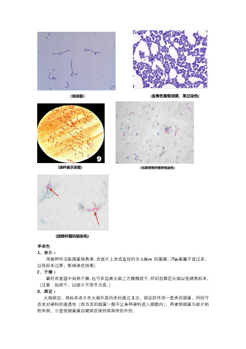 医学微生物学 实验考试