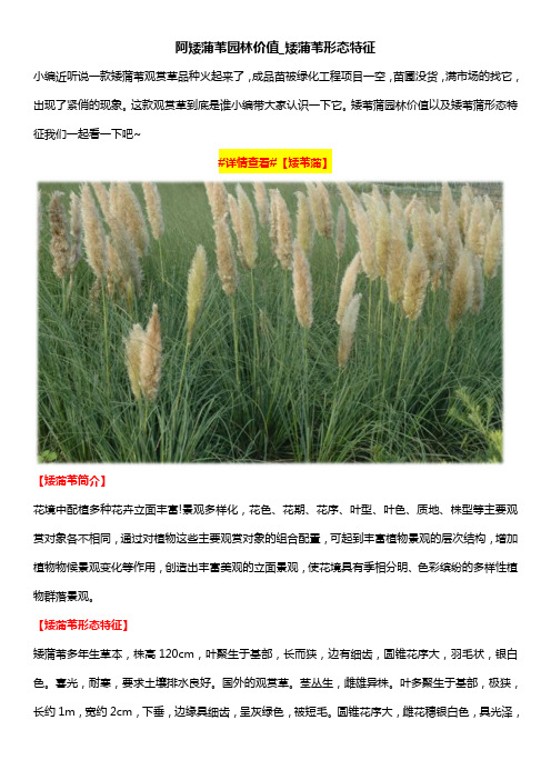 矮蒲苇园林价值_矮蒲苇形态特征