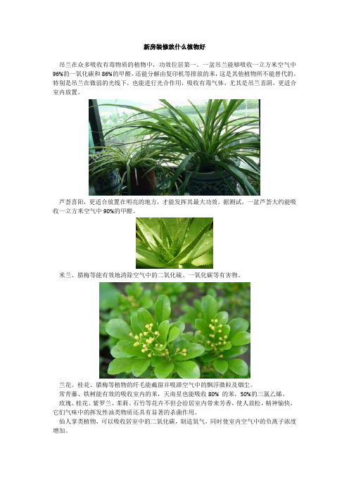 新房装修放什么植物好