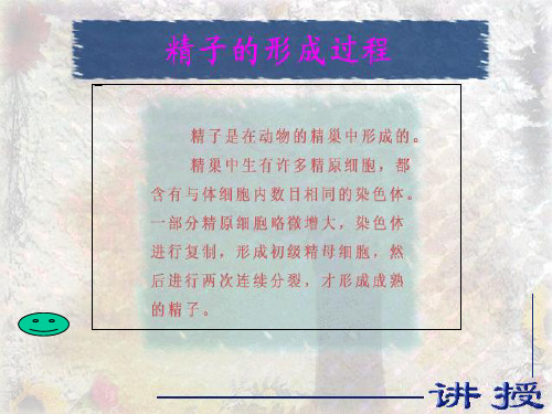 卵细胞的形成过程(1).ppt