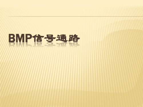 BMP_FGF_Hh相关信号通路