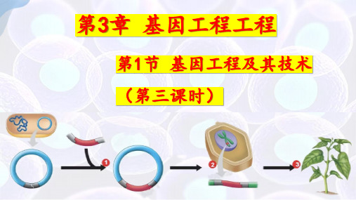 聚合链式反应(PCR)技术 高二下学期生物苏教版选择性必修3