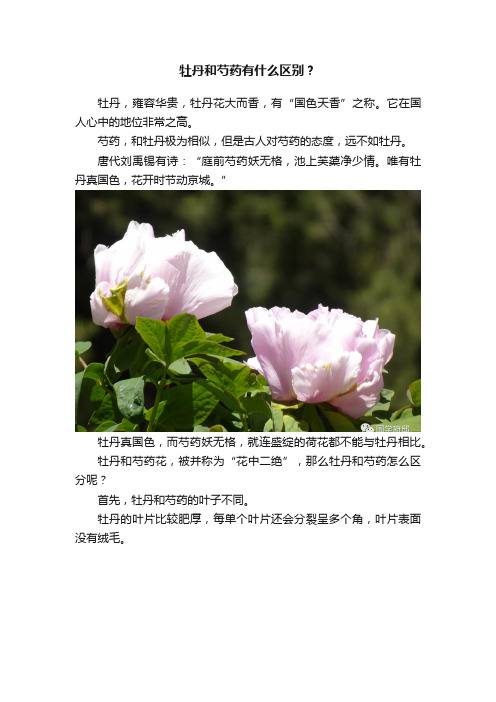 牡丹和芍药有什么区别？