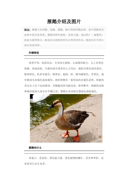 雁鹅介绍及图片