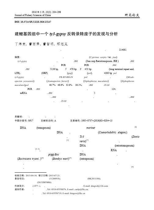 建鲤基因组中一个 ty3-gypsy 反转录转座子的发现与分析