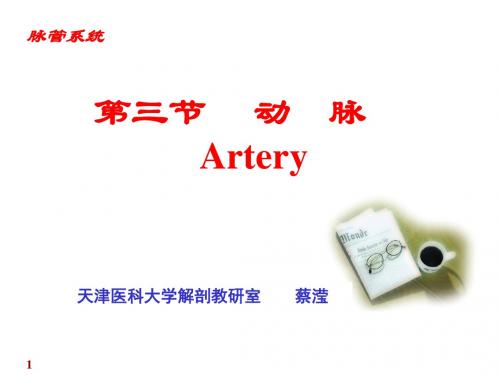 系统解剖学——动脉ppt课件