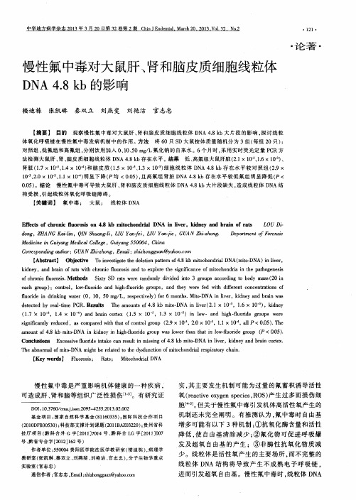 慢性氟中毒对大鼠肝、肾和脑皮质细胞线粒体DNA4.8kb的影响