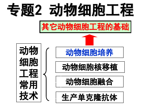 动物细胞培养