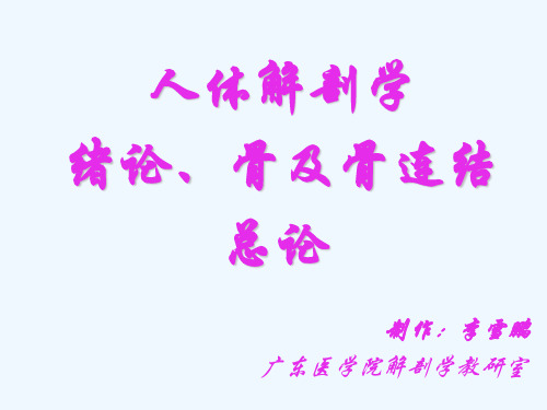 骨总躯干颅 系统解剖学