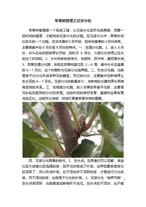 苹果树管理之花芽分化