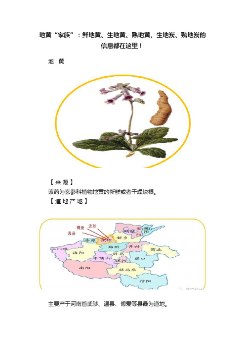 地黄“家族”：鲜地黄、生地黄、熟地黄、生地炭、熟地炭的信息都在这里！