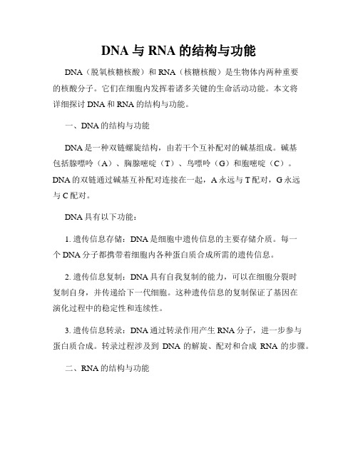 DNA与RNA的结构与功能