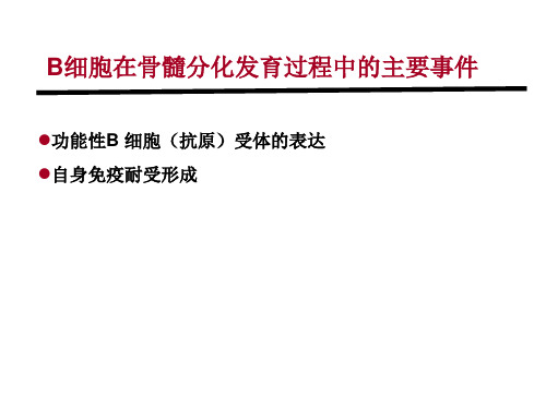 B细胞及其介导的细胞免疫应答