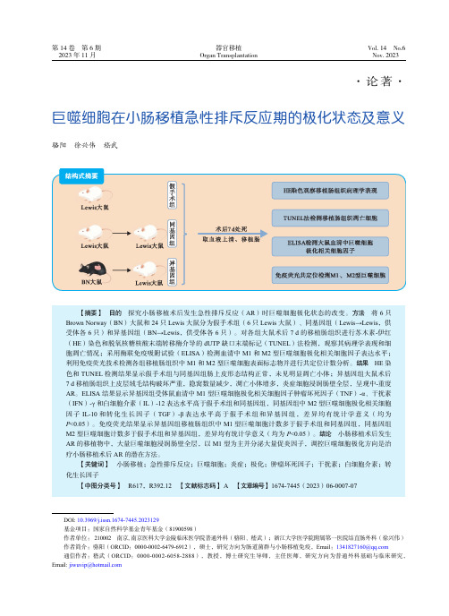 巨噬细胞在小肠移植急性排斥反应期的极化状态及意义