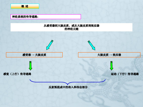 201509解剖学-神经系统-传导通路(临床专业)