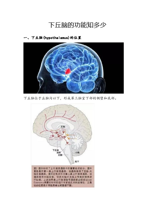 下丘脑的功能知多少