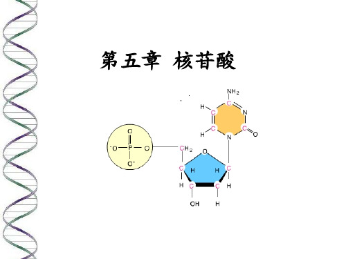 杨荣武生物化学原理 第五章_核苷酸