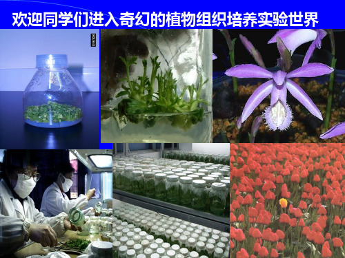 6 植物组织培养实验二PPT课件