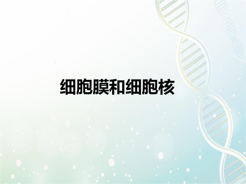 高三生物一轮复习精品课件4：细胞膜与细胞核