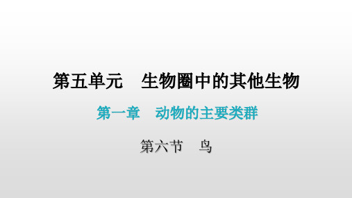 人教版生物八年级上册 第一章  第六节 鸟课件