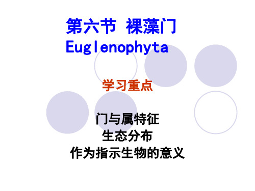 水生生物学课件第六节 裸藻门