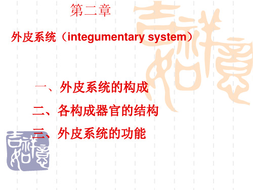 人体解剖生理学06第二章皮肤