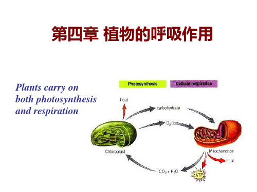 植物生理学-呼吸作用