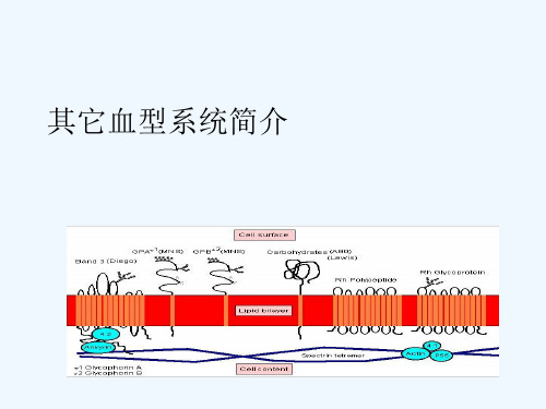 其它血型系统简介