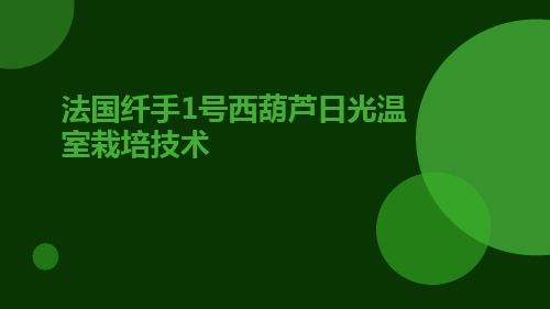 法国纤手1号西葫芦日光温室栽培技术