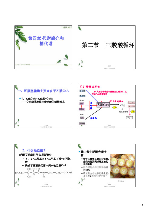 第4章第2节三羧酸循环