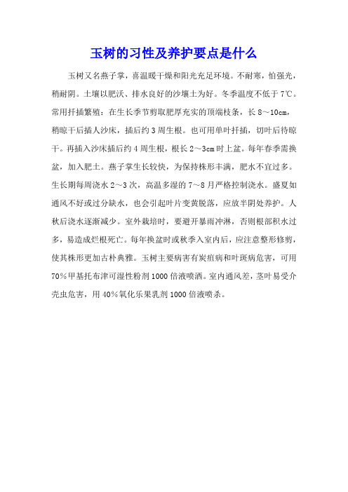 玉树的习性及养护要点是什么