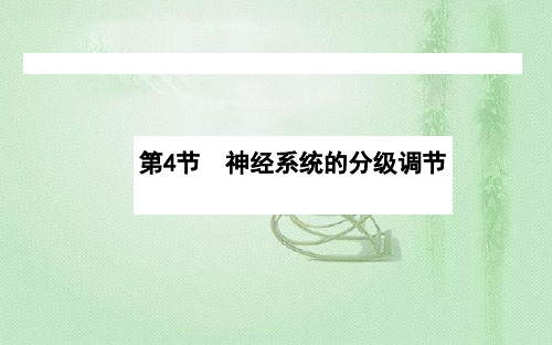 新教材人教版选择性必修第一册 2.4 神经系统的分级调节 课件(49张)