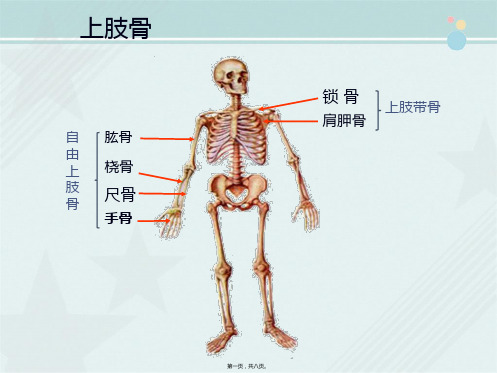 2021临床医学 01-04骨学-上肢骨