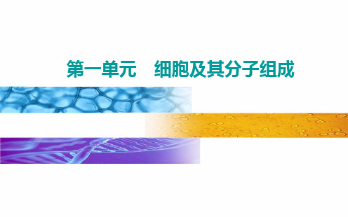 第一单元第三讲生命活动的主要承担者—蛋白质-高考总复习生物课件