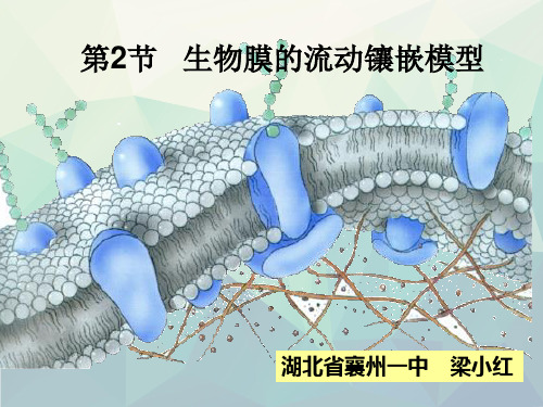 人教版高中生物必修一第四章第2节《生物膜的流动镶嵌模型》课件(共32张PPT)