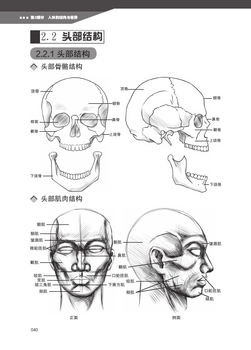 超级漫画绘制技法人体篇第2部分人的结构与差异第二章人的结构与形态2.2头部结构