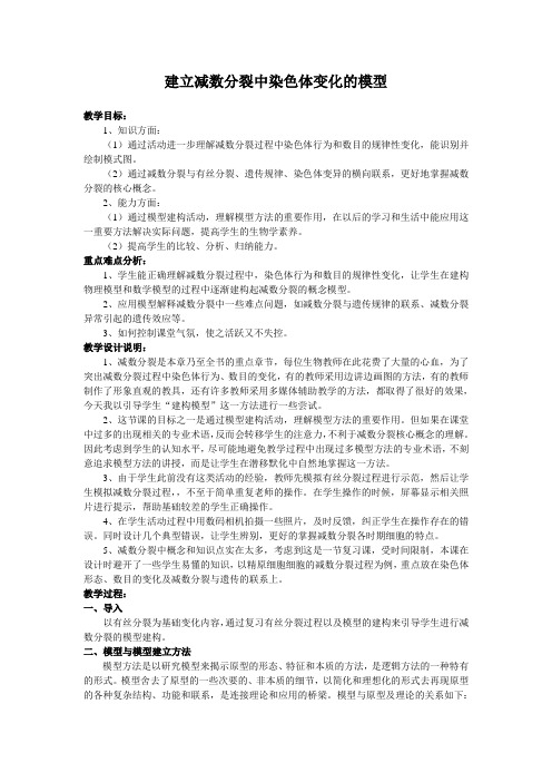 建立减数分裂中染色体变化的模型