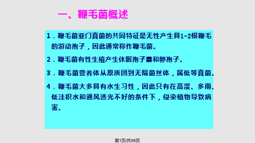 鞭毛菌亚门和接合菌亚门PPT课件