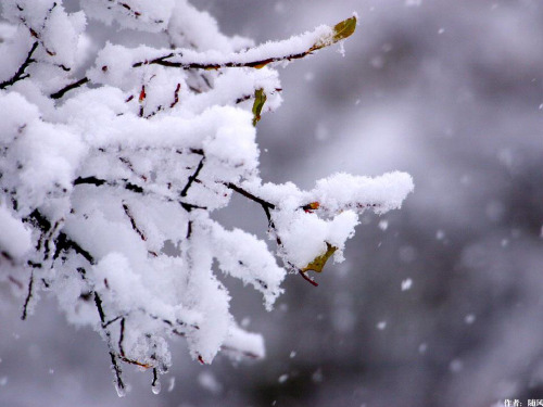 《雪花的快乐》课件