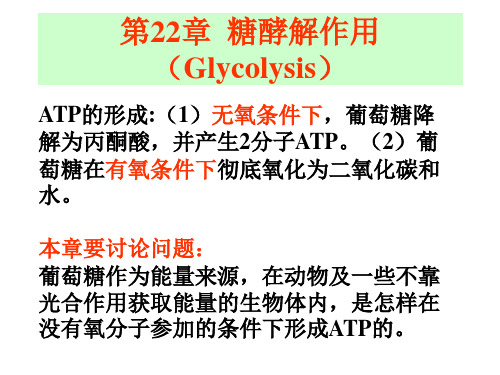 糖酵解作用Glycolysis