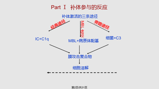 补体参与的反应.pptx